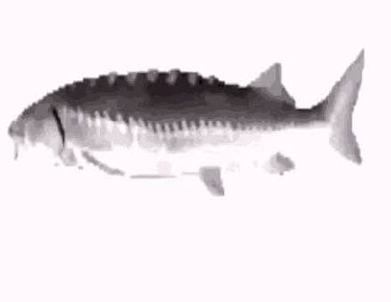 spinning fish meme spinning fish meme