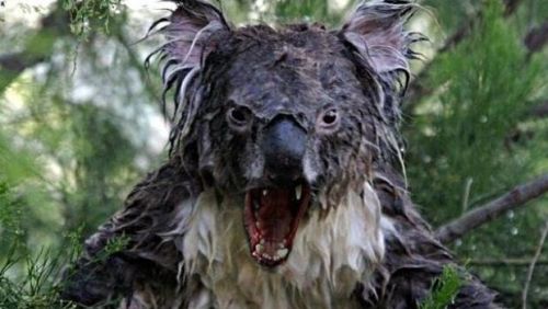 wet koala bear wet koala bear