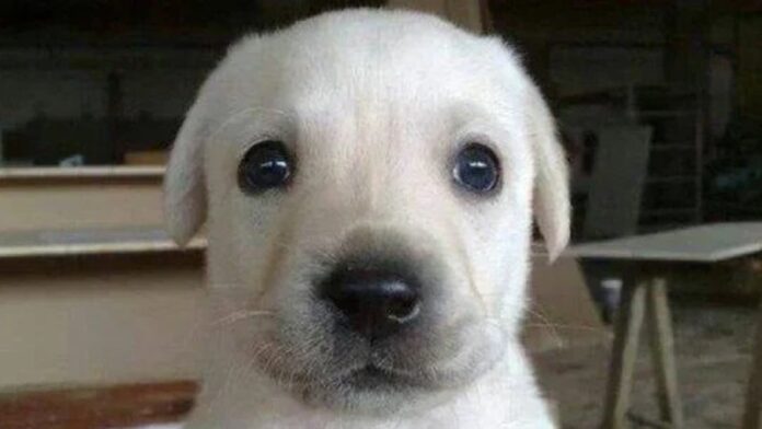 Bruno White puppy Bruno White puppy
