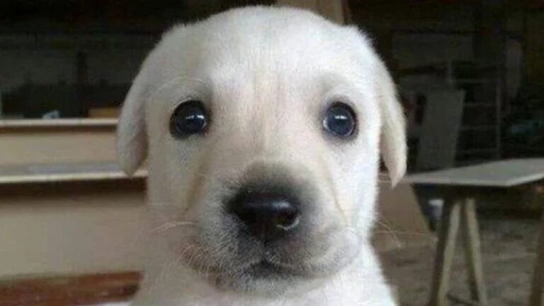 Bruno White puppy