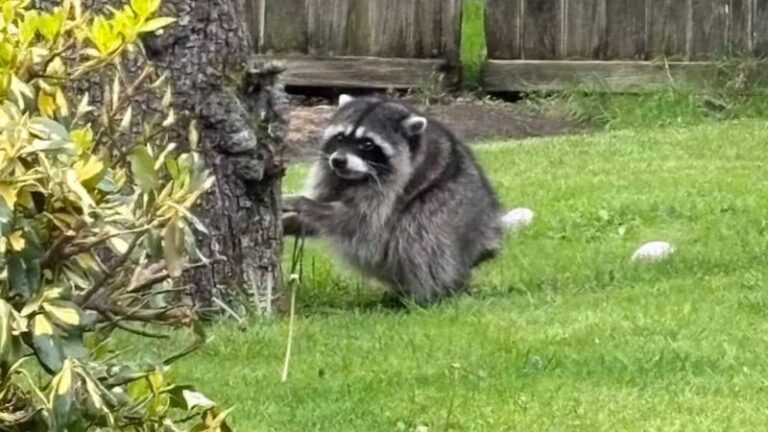 Jimothy the Raccoon