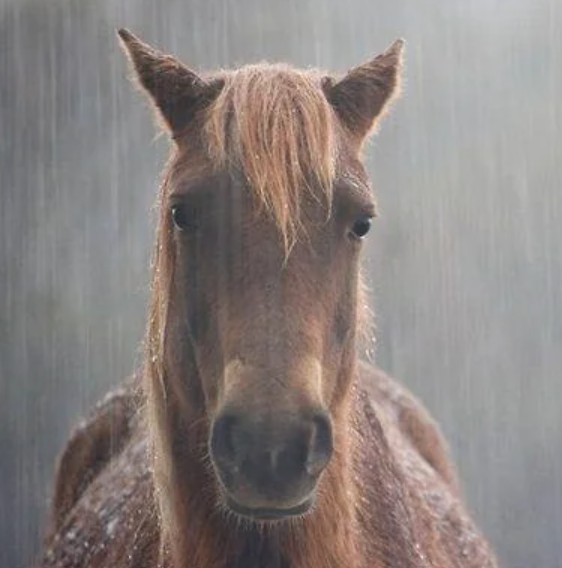 evil and intimidating horse evil and intimidating horse