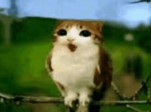 meowl meme meowl meme
