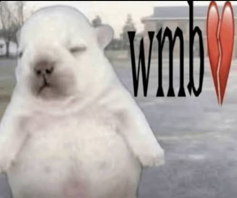 pibble wash my belly meme pibble wash my belly meme