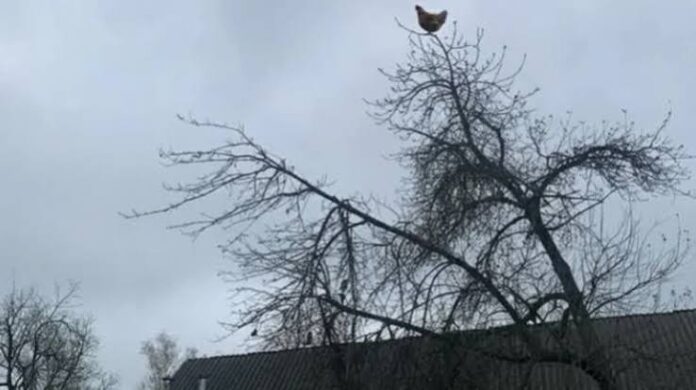 Chicken Screaming on Tree Meme Meaning and Origin Chicken Screaming on Tree Meme Meaning and Origin