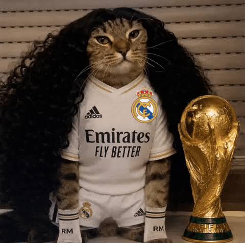 Cucurella Cat Meme Meaning and Origin Cucurella Cat Meme Meaning and Origin