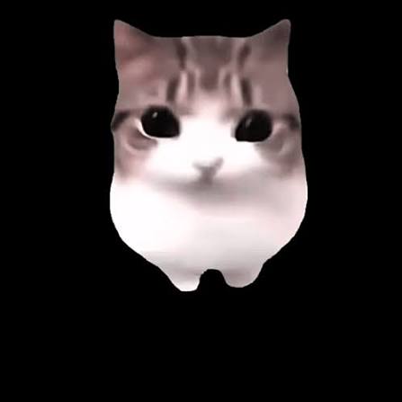 Dam Dam Didi Didi Cat Meme Dam Dam Didi Didi Cat Meme