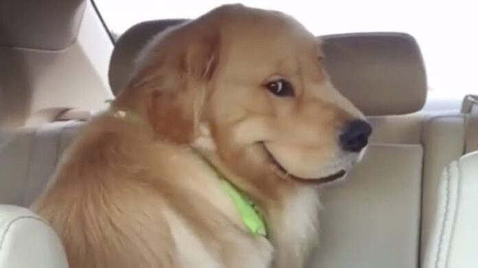 dog smiling meme