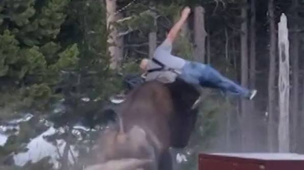 Bison Tossing Man in Yellowstone Bison Tossing Man in Yellowstone