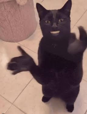 Black Cat Clapping Meme Black Cat Clapping Meme