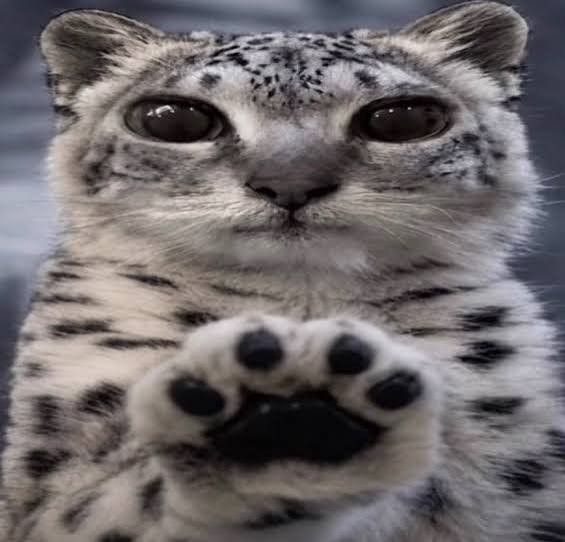 Snow Leopard Paws at You Meme Meaning and Origin Snow Leopard Paws at You Meme Meaning and Origin